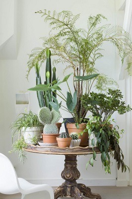 Tafel met planten